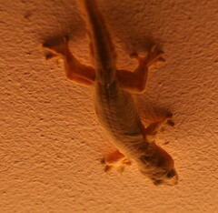 Hemidactylus platyurus