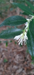Sarcococca