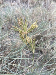 Spinifex littoreus