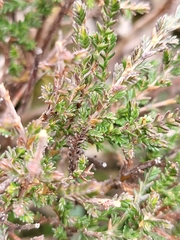 Calluna vulgaris