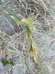 Spinifex littoreus