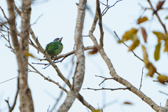 Psilopogon asiaticus