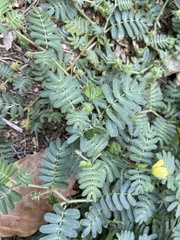 Tribulus taiwanense