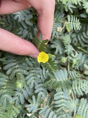 Tribulus taiwanense
