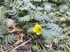 Tribulus taiwanense