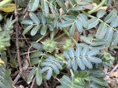 Tribulus taiwanense
