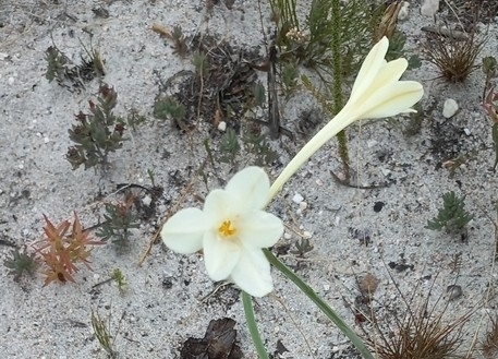 Cyrtanthus leucanthus