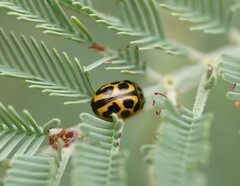 Peltoschema oceanicum