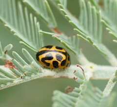 Peltoschema oceanicum