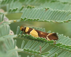 Macrobathra chrysotoxa