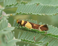 Macrobathra chrysotoxa