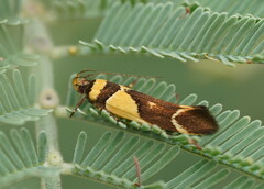 Macrobathra chrysotoxa