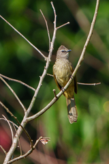 Pycnonotus flavescens