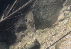 Macrognathus circumcinctus