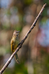 Pycnonotus flavescens