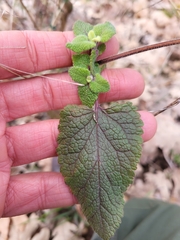 Teucrium scorodonia