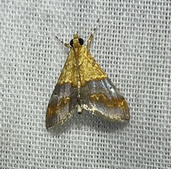 Tetracona amathealis