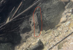 Macrognathus circumcinctus