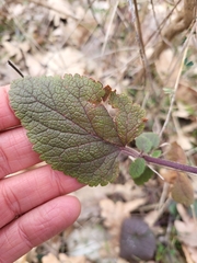 Teucrium scorodonia