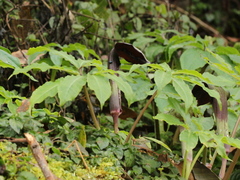 Arisaema ilanense