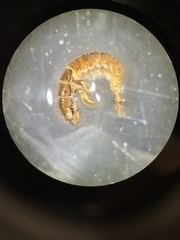 Hydropsyche angustipennis