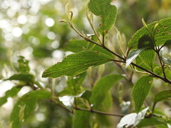 Viburnum taitoense