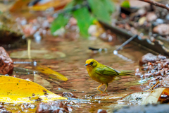 Cyanoderma chrysaeum
