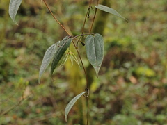 Clematis henryi