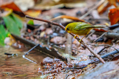 Cyanoderma chrysaeum