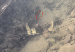 Striuntius lateristriga