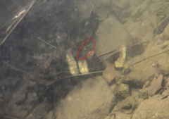 Striuntius lateristriga