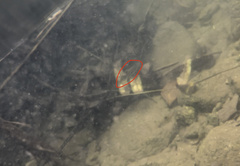 Striuntius lateristriga