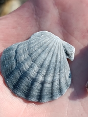 Flexopecten glaber