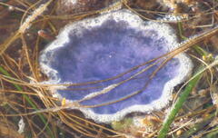 Cyanea lamarckii