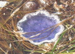 Cyanea lamarckii