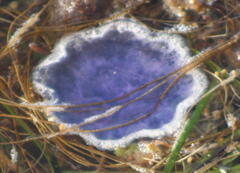 Cyanea lamarckii