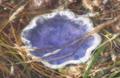 Cyanea lamarckii