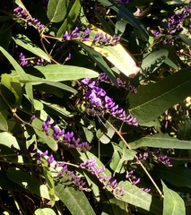 Xylocopa