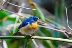 Cyornis whitei