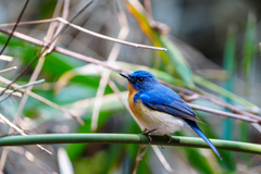 Cyornis whitei