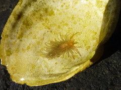 Facelina bostoniensis