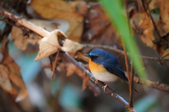 Cyornis whitei