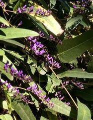 Xylocopa