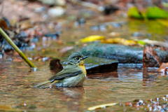 Cyornis whitei