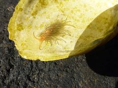 Facelina bostoniensis