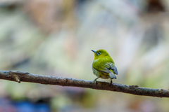 Zosterops palpebrosus