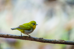 Zosterops palpebrosus