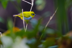 Zosterops palpebrosus