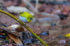 Zosterops palpebrosus