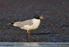 Ichthyaetus ichthyaetus